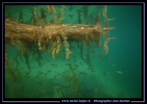 FreshWater Atmospher.... Que du Bonheur... :O)... by Michel Lonfat 